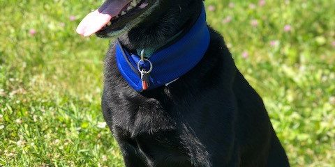 Cool Dog Dog with cooling collar